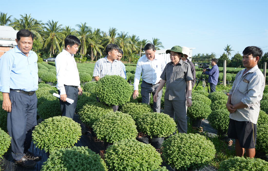 Chủ tịch UBND tỉnh Trần Ngọc Tam khảo sát tình hình cúc mâm xôi chậm phân cành, phân hóa mầm hoa tại huyện Chợ Lách